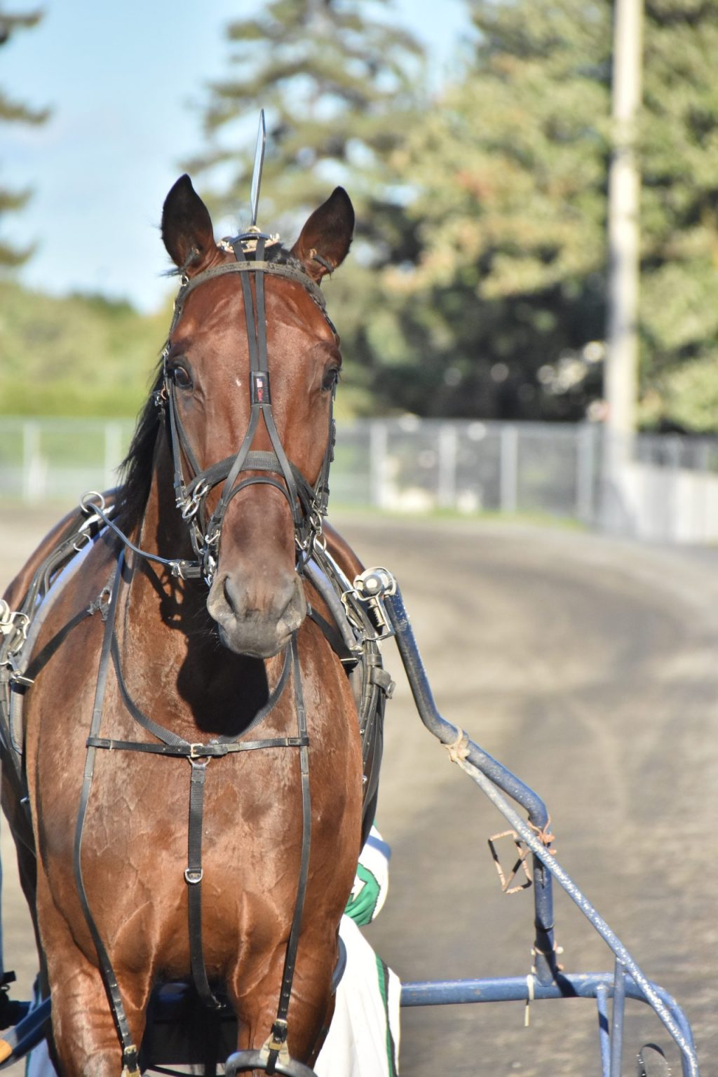 Maxime Velaye en mode préparation - Hippodrome Trois-Rivières